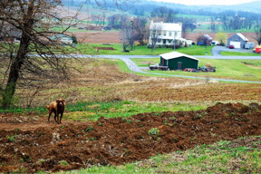 Billotti's Farm